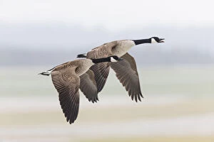 Branta Gallery: Canada Goose - two birds in flight across winter landscape, North Hessen, Germany  Date: 11-Feb-19