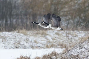 Branta Gallery: Canada Goose - two birds in flight across winter lanscape, North Hessen, Germany  Date: 11-Feb-19