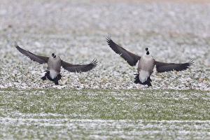 Branta Gallery: Canada Goose - two birds landing on snow covered field, North Hessen, Germany  Date: 11-Feb-19