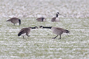 Branta Canadensis Gallery: Canada Goose, two birds squabbling on field in winter, North Hessen, Germany  Date: 11-Feb-19