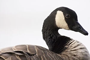 Branta Gallery: A Canada Goose (Branta canadensis)