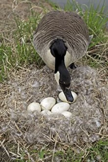 Images Dated 1st January 2000: Canada Goose (Branta canadensis) Defending nest with eggs -New York-The most common