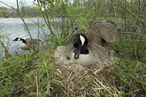 Canada Goose (Branta canadensis) sitting on eggs on nest-New York-The most common and best-known goose- identified by the black head and neck and broad white cheek-Breeds on lake shores