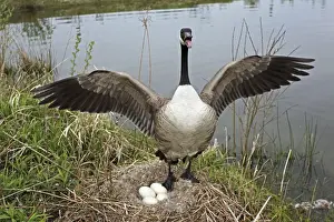 Canada Goose (Branta canadensis) Defending nest with eggs -New York-The most common and best-known goose- identified by the black head and neck and broad white cheek-Breeds on lake shores