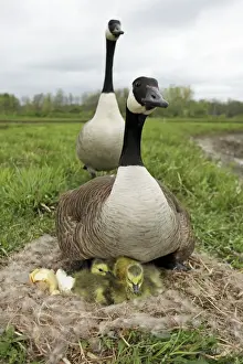 Canada Goose (Branta canadensis) on nest with young-New York-The most common and best-known goose- identified by the black head and neck and broad white cheek-Breeds on lake shores