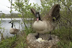 Canada Goose (Branta canadensis) Defending nest with eggs -New York-The most common and best-known goose- identified by the black head and neck and broad white cheek-Breeds on lake shores