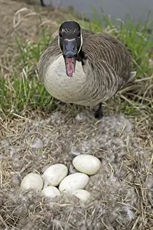 Canada Goose (Branta canadensis) Defending nest with eggs -New York-The most common and best-known goose- identified by the black head and neck and broad white cheek-Breeds on lake shores