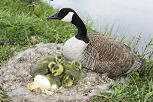 Canada Goose (Branta canadensis) on nest with young-New York-The most common and best-known goose- identified by the black head and neck and broad white cheek-Breeds on lake shores