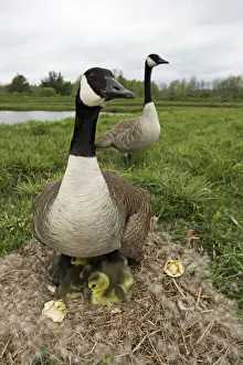 Canada Goose (Branta canadensis) on nest with young-New York-The most common and best-known goose- identified by the black head and neck and broad white cheek-Breeds on lake shores