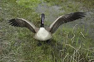 Canada Goose (Branta canadensis) Defending nest with eggs -New York-The most common and best-known goose- identified by the black head and neck and broad white cheek-Breeds on lake shores