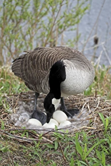 Images Dated 1st January 2000: Canada Goose (Branta canadensis) - On Nest with Eggs - NY -USA - The most common
