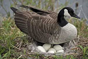 Canada Goose (Branta canadensis) - On Nest with Eggs - NY -USA - The most common and best-known goose - Identified by the black head and neck and broad white cheek-Breeds on lake shores
