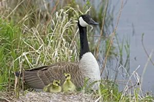Canada Goose (Branta canadensis) - Adult on nest with newly hatched young - New York- USA - The most widespread goose in North America - Large waterfowl - Flocks travel in long strings in V formation announcing their approach by musical honking or