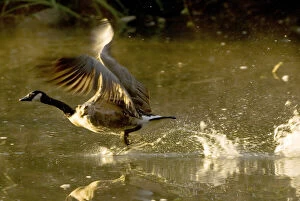 Canada goose, Branta canadensis, Lost Lagoon