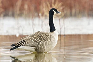 Branta Gallery: Canada goose (Branta canadensis) standing