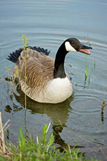 Beak Open Collection: Canada Goose - Calling - New York - USA
