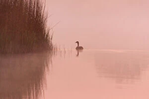 East Anglia Collection: Canada Goose On calm misty water at sunrise Hickling Broad Norfolk UK
