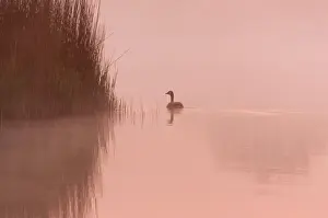 Tranquillity Prints: Canada Goose On calm misty water at sunrise Hickling Broad Norfolk UK