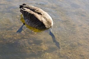Images Dated 25th March 2012: Canada Goose - feeding underwater