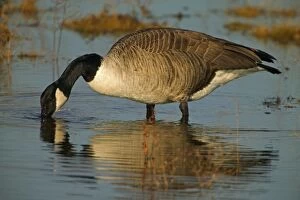 Images Dated 15th November 2004: Canada Goose - Feeding. The most widespread goose in North America - Large waterfowl - Flocks