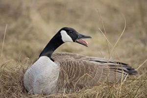 Calling Collection: Canada Goose - Female sitting on nest-The most common and best-known goose