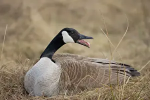 Protection Prints: Canada Goose - Female sitting on nest-The most common and best-known goose