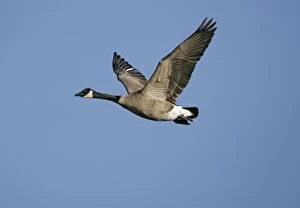 Images Dated 8th December 2004: Canada Goose - in fight