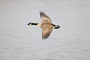 Canada Goose - in flight - Cornwall - UK