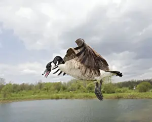 Canada Goose - In flight - New York-The most common and best-known goose- identified by the black head and neck and broad white cheek-Breeds on lake shores and coastal marshes-Gathers in large flocks after the breeding season