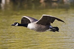 Images Dated 24th March 2011: Canada Goose - in flight above water - Hertfordshire UK 12359