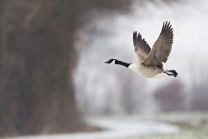 Branta Canadensis Gallery: Canada Goose - in flight in winter; North Hessen, Germany     Date: 11-Feb-19