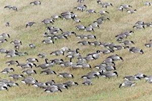 Canada Goose - flock feeding on field of stubble - autumn
