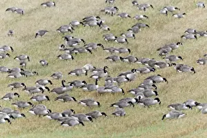 Flocks Prints: Canada Goose - flock feeding on field of stubble - autumn - Northumberland - England