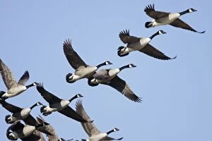 Images Dated 30th May 2009: Canada Goose - flock in flight