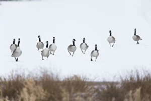 Branta Canadensis Gallery: Canada Goose, Flock walking across frozen lake in winter, North Hessen, Germany  Date: 11-Feb-19