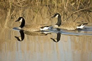 Canada Goose - Two geese in water together