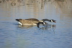 Images Dated 15th November 2004: Canada Goose - Two geese in water together calling