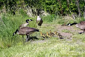 Gosling Prints: Canada Goose - with goslings. Montana - United States