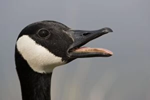 Images Dated 15th November 2004: Canada Goose - With mouth open. The most common and best-known goose