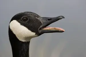 Canada Goose - With mouth open. The most common and best-known goose, identified by the black head and neck and broad white cheek-Breeds on lake shores and coastal marshes-Gathers in large flocks after the breeding season