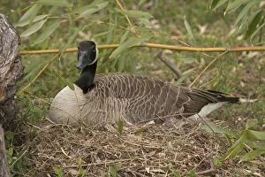 Images Dated 10th April 2017: Canada goose, on nest, Branta canadensis, Maryland
