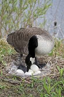 Canada Goose - On Nest with Eggs
