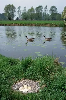 Canada Goose nest with eggs in meadow and pair swimming in background