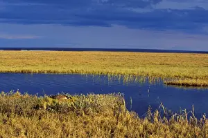 Anwr Prints: Canada Goose - nesting near tundra pond. Arctic NWR, Alaska. b6332