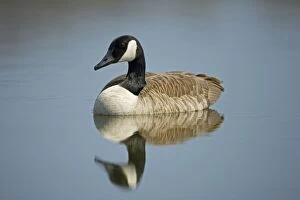 Images Dated 15th November 2004: Canada Goose - New York - USA