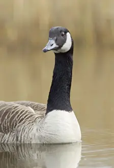 Canada Goose - portrait - April - Cannock - Staffordshire - England