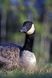 Branta Gallery: Canada Goose resting in meadow, closeup