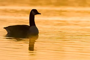 Commuting Prints: Canada Goose Silhouette and warm morning sunshine reflecting on water. Cleveland, UK