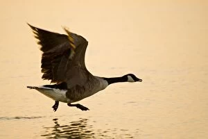Branta Gallery: Canada Goose - taking flight at sunrise