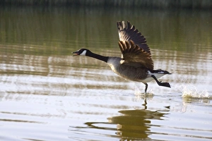 Images Dated 16th May 2004: Canada Goose - taking flight at sunrise Hickling Broad Norfolk UK